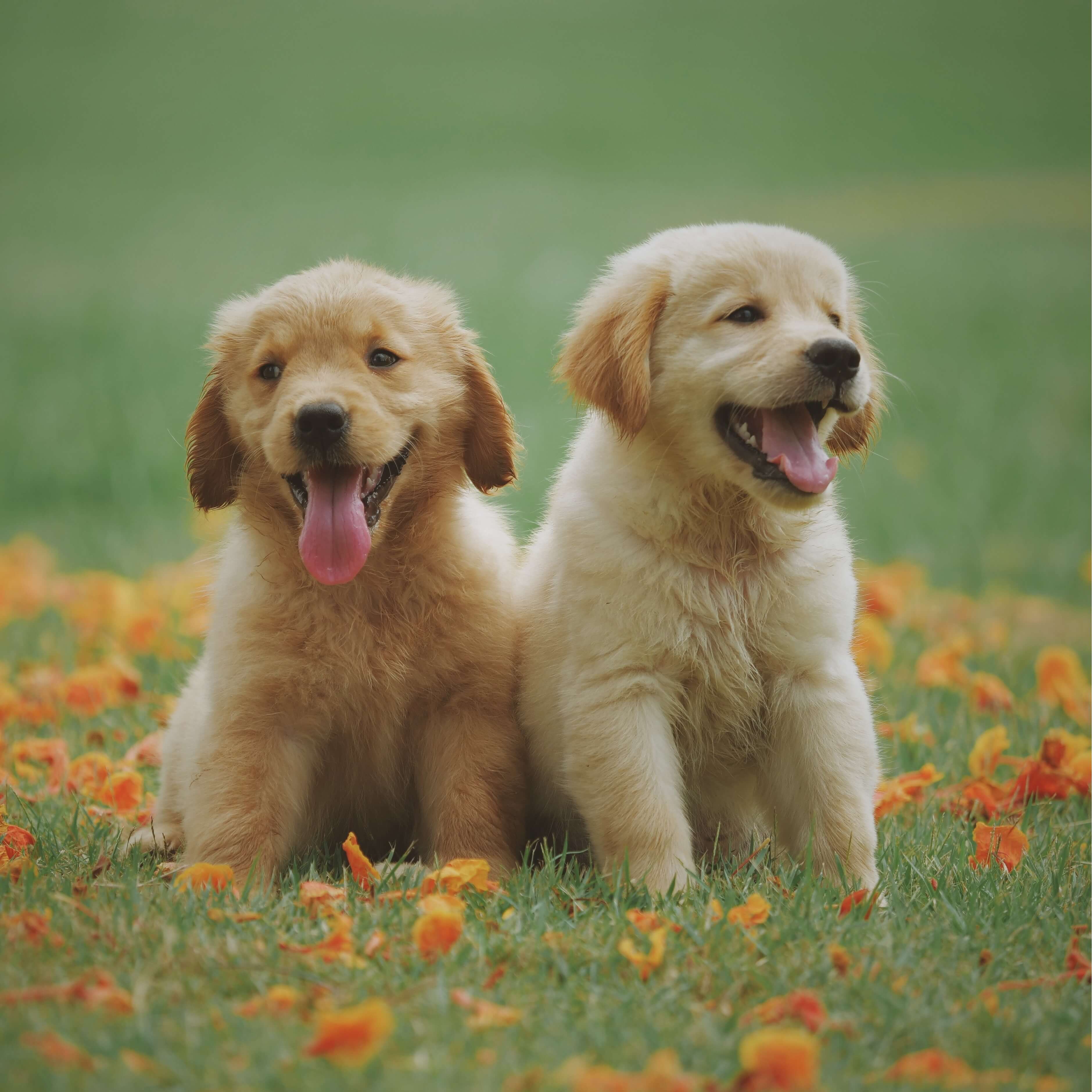 Puppies on Meadow